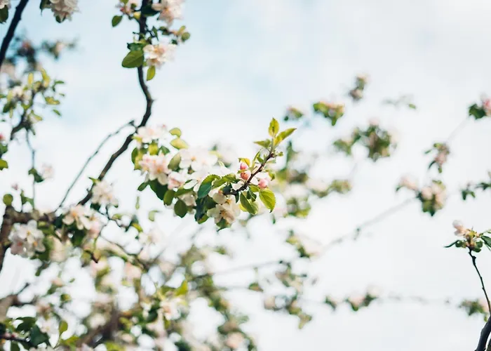 Apartament Albnest *